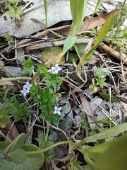 Sherardia arvensis