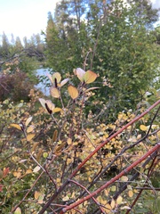 Betula glandulosa
