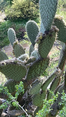 Opuntia leucotricha