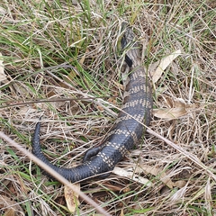Tiliqua scincoides
