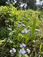 Ageratum maritimum