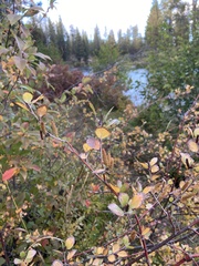 Betula glandulosa