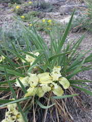 Iris potaninii