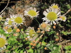Erigeron philadelphicus