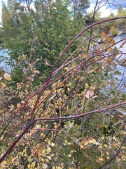 Betula glandulosa