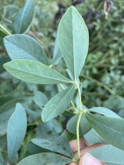 Baptisia