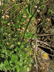 Erigeron philadelphicus