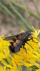 Paradejeania rutilioides