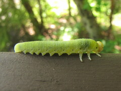 Trichiosoma triangulum