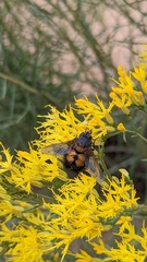 Paradejeania rutilioides