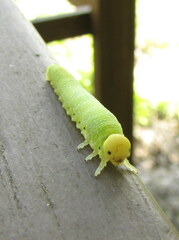 Trichiosoma triangulum