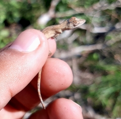 Anolis ustus