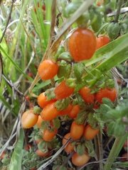 Galium hypocarpium