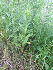Cirsium arvense integrifolium