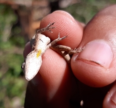 Anolis ustus