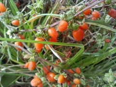 Galium hypocarpium