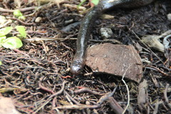 Laticauda crockeri