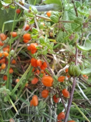 Galium hypocarpium