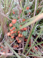Galium hypocarpium