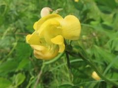 Vigna angularis nipponensis