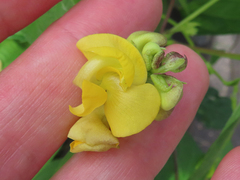 Vigna angularis nipponensis