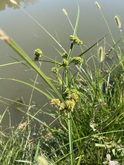 Cyperus entrerianus