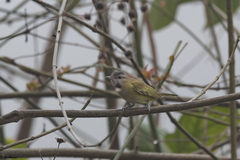 Vireo flavoviridis