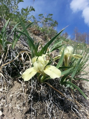 Iris potaninii