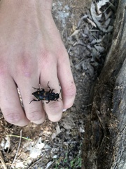 Nicrophorus orbicollis