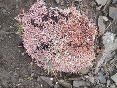 Eriogonum androsaceum
