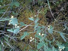 Coronilla scorpioides