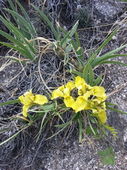 Iris potaninii