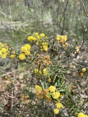 Acacia aspera