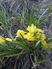 Iris potaninii