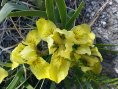 Iris potaninii