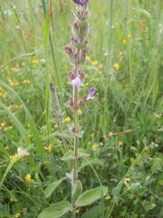 Salvia viridis
