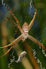 Argiope magnifica