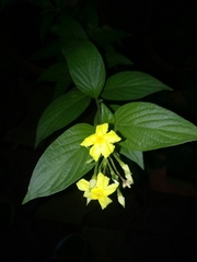 Pseudomussaenda flava