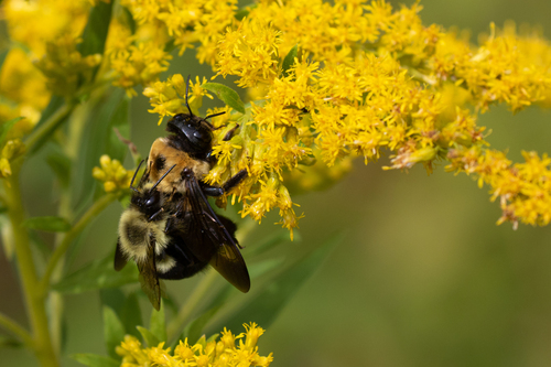 Common Eastern Bumble Bee photographed in Massachusetts