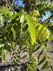 Juglans major