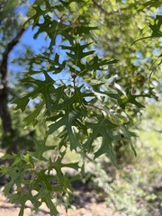 Quercus buckleyi