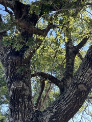 Quercus buckleyi