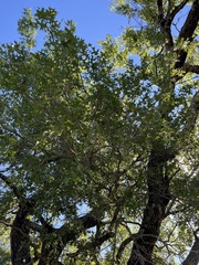 Quercus buckleyi