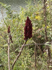 Rhus glabra