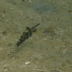 Amblygobius phalaena