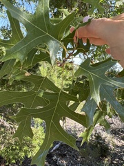 Quercus buckleyi