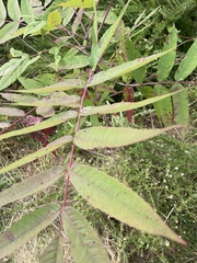 Rhus glabra
