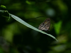 Cissia pseudoconfusa