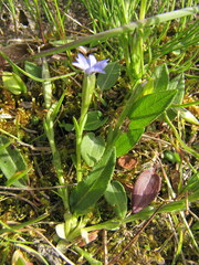 Gentiana prostrata