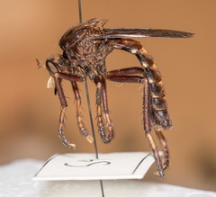 Diogmites basalis